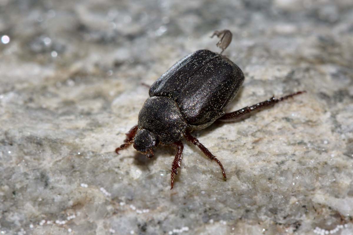 Hoplia sp., Rutelidae